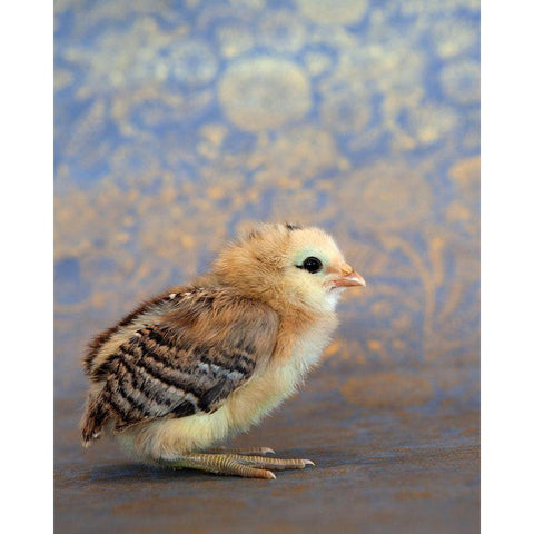 Viola White Modern Wood Framed Art Print by Soderman, Tania