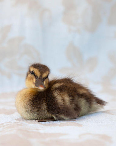 Peanut White Modern Wood Framed Art Print with Double Matting by Soderman, Tania