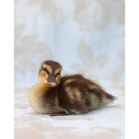 Peanut White Modern Wood Framed Art Print by Soderman, Tania