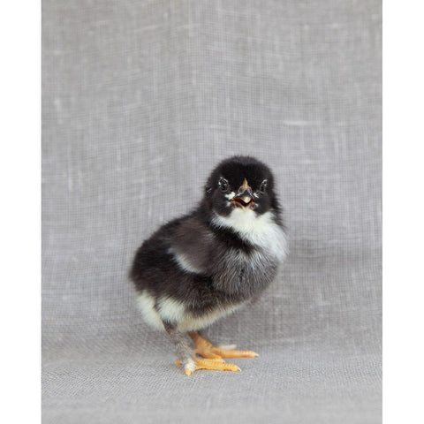 Sage Black Modern Wood Framed Art Print with Double Matting by Soderman, Tania