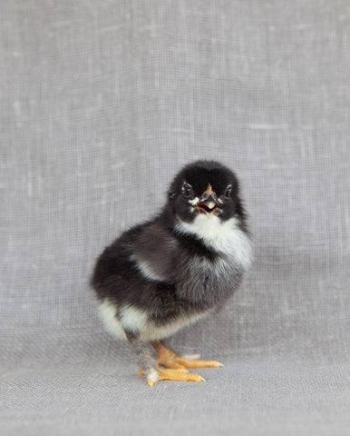 Sage Black Ornate Wood Framed Art Print with Double Matting by Soderman, Tania