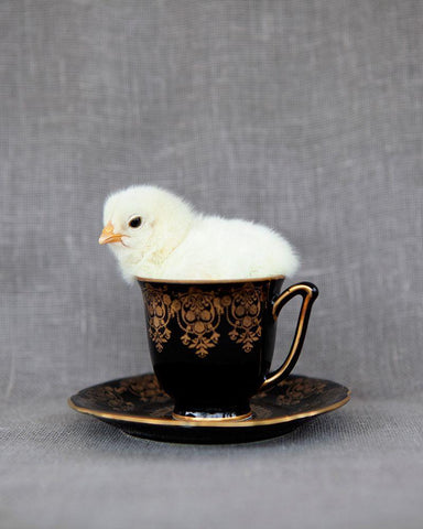 Crema White Modern Wood Framed Art Print with Double Matting by Soderman, Tania