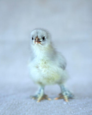 Bluebell White Modern Wood Framed Art Print with Double Matting by Soderman, Tania