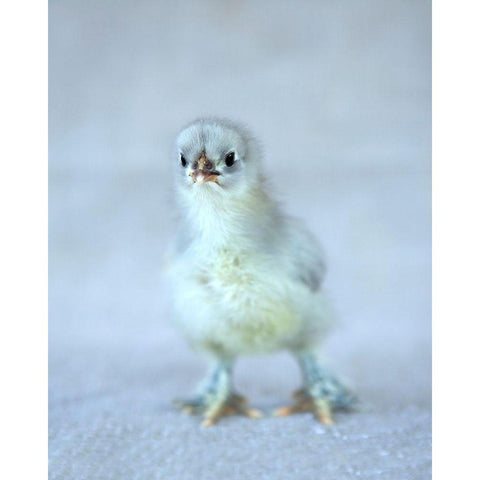 Bluebell Black Modern Wood Framed Art Print by Soderman, Tania