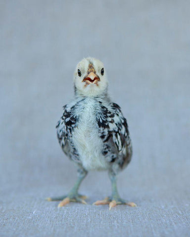 Napoleon White Modern Wood Framed Art Print with Double Matting by Soderman, Tania