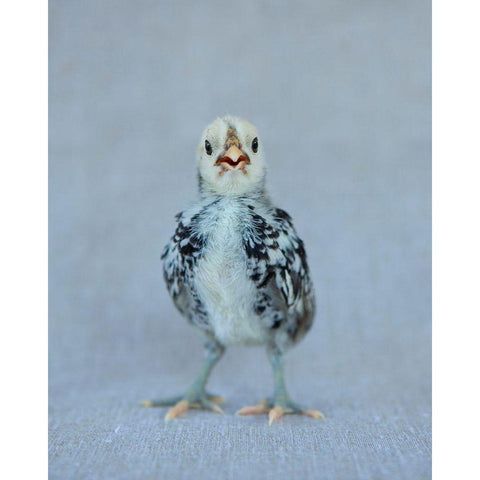 Napoleon White Modern Wood Framed Art Print by Soderman, Tania