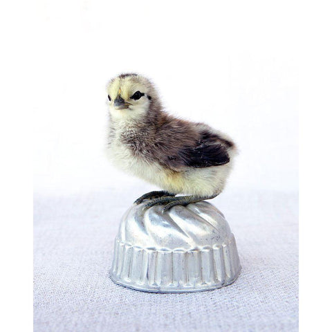 Tiny Baker I Black Modern Wood Framed Art Print with Double Matting by Soderman, Tania