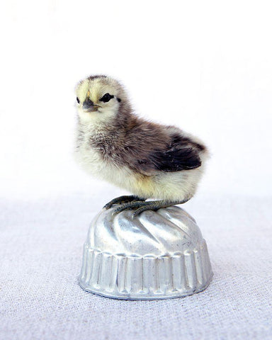 Tiny Baker I White Modern Wood Framed Art Print with Double Matting by Soderman, Tania