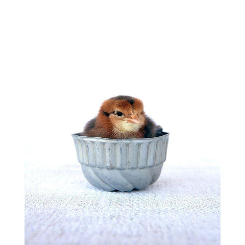 Tiny Baker II Gold Ornate Wood Framed Art Print with Double Matting by Soderman, Tania