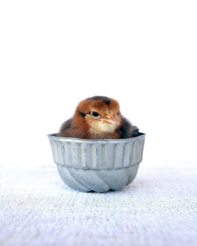 Tiny Baker II White Modern Wood Framed Art Print with Double Matting by Soderman, Tania