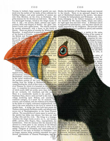 Puffin Portrait Black Ornate Wood Framed Art Print with Double Matting by Fab Funky