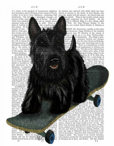 Scottish Terrier and Skateboard White Modern Wood Framed Art Print with Double Matting by Fab Funky