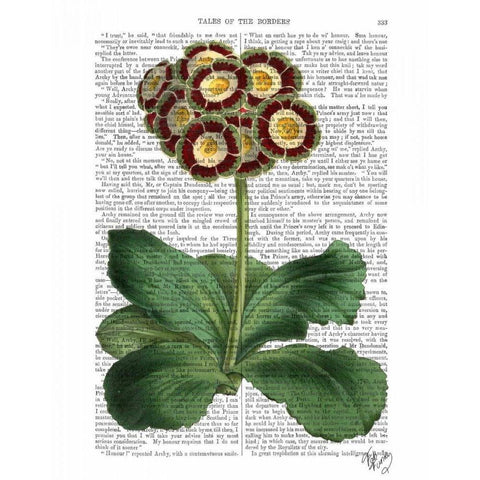 Primula Auricula Red Black Modern Wood Framed Art Print with Double Matting by Fab Funky