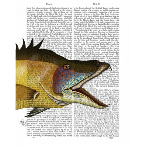 Great Hog Fish White Modern Wood Framed Art Print by Fab Funky