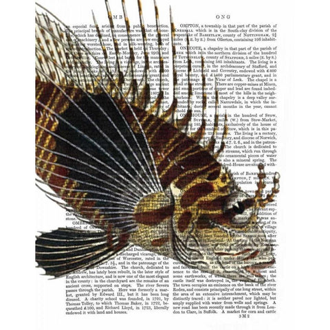 Vintage Spiky Fish Black Modern Wood Framed Art Print with Double Matting by Fab Funky