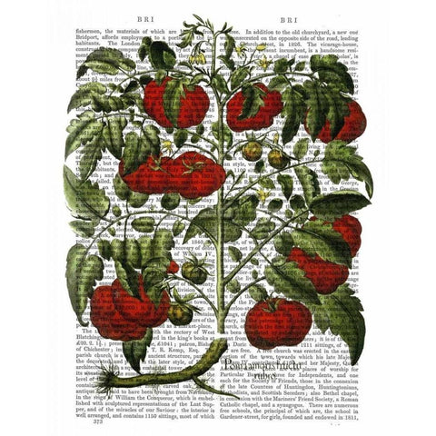 Tomato Plant Black Modern Wood Framed Art Print with Double Matting by Fab Funky