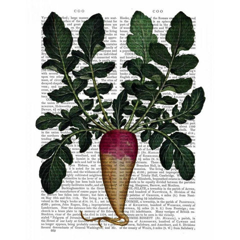 Turnip Black Modern Wood Framed Art Print with Double Matting by Fab Funky