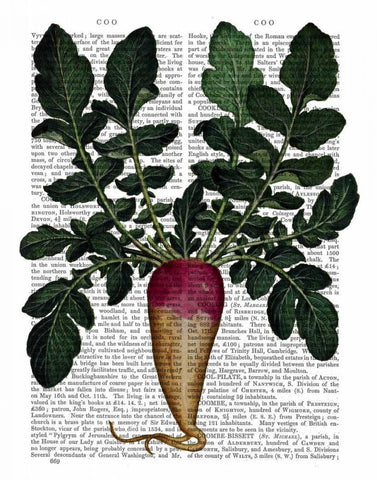 Turnip White Modern Wood Framed Art Print with Double Matting by Fab Funky