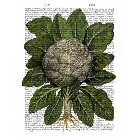 Cauliflower Black Modern Wood Framed Art Print with Double Matting by Fab Funky