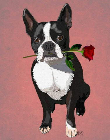 Boston Terrier with Rose in Mouth White Modern Wood Framed Art Print with Double Matting by Fab Funky