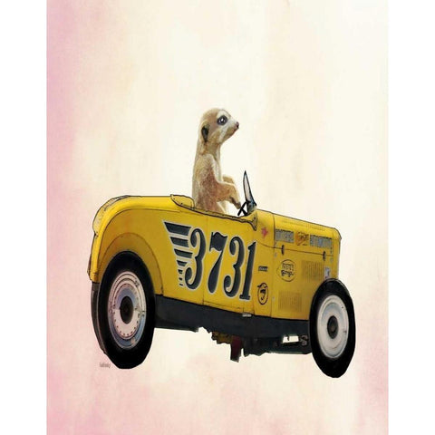 Meerkat in Hot Rod Black Modern Wood Framed Art Print with Double Matting by Fab Funky