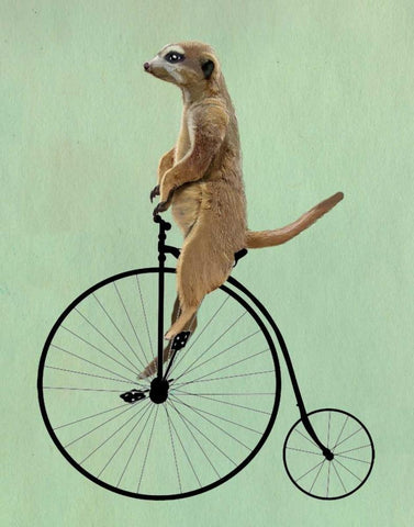 Meerkat on Black Penny Farthing White Modern Wood Framed Art Print with Double Matting by Fab Funky