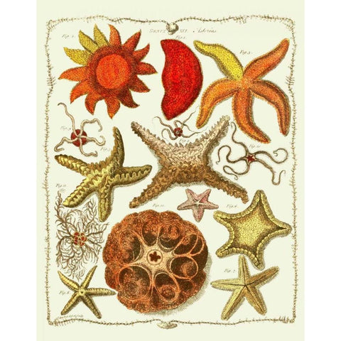 Starfish and Sea Urchins a Black Modern Wood Framed Art Print with Double Matting by Fab Funky