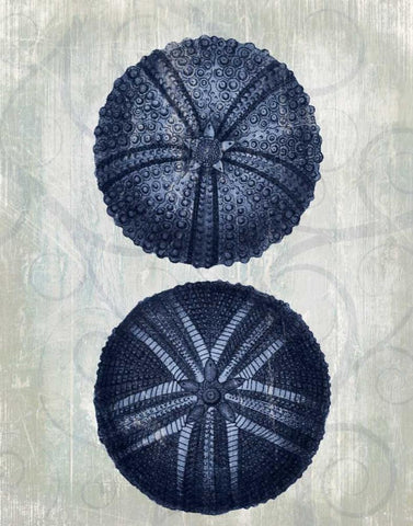 Indigo Blue Sea Urchins a Black Ornate Wood Framed Art Print with Double Matting by Fab Funky