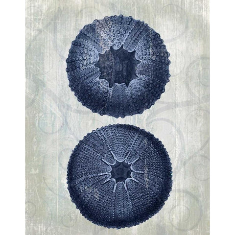 Indigo Blue Sea Urchins b Black Modern Wood Framed Art Print with Double Matting by Fab Funky