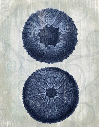 Indigo Blue Sea Urchins b White Modern Wood Framed Art Print with Double Matting by Fab Funky