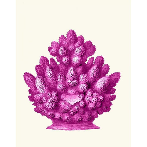 Haeckel Hexacoralla Coral Pink White Modern Wood Framed Art Print by Fab Funky