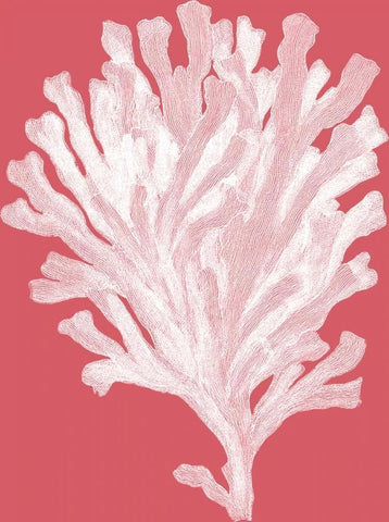 Corals White on Coral d White Modern Wood Framed Art Print with Double Matting by Fab Funky