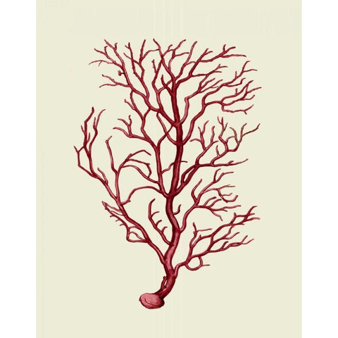 Corals Coral On Cream b White Modern Wood Framed Art Print by Fab Funky