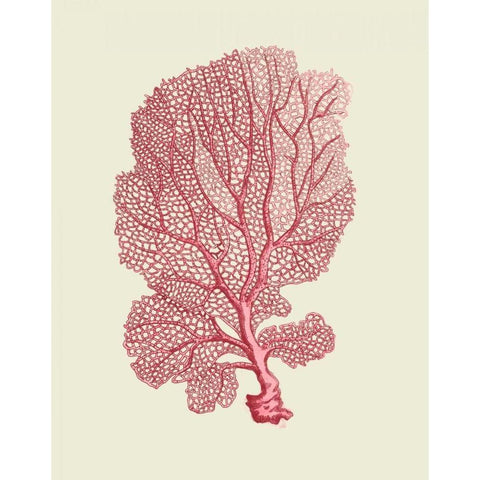 Corals Coral On Cream c Black Modern Wood Framed Art Print with Double Matting by Fab Funky