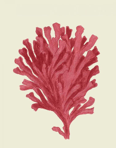 Corals Coral On Cream d White Modern Wood Framed Art Print with Double Matting by Fab Funky