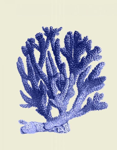 Blue Corals a White Modern Wood Framed Art Print with Double Matting by Fab Funky