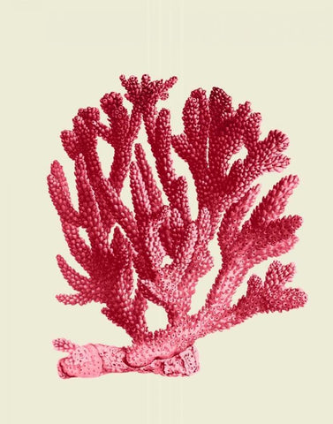 Red Corals 1 a White Modern Wood Framed Art Print with Double Matting by Fab Funky