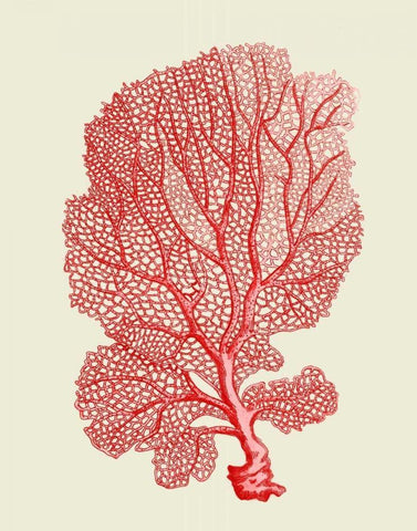 Red Corals 1 b White Modern Wood Framed Art Print with Double Matting by Fab Funky