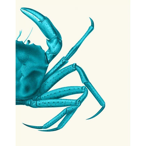 Contrasting Crab in Turquoise a White Modern Wood Framed Art Print by Fab Funky