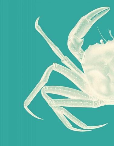 Contrasting Crab in Turquoise b White Modern Wood Framed Art Print with Double Matting by Fab Funky