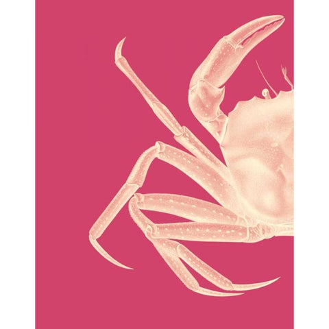 Contrasting Crab in Pink a Gold Ornate Wood Framed Art Print with Double Matting by Fab Funky