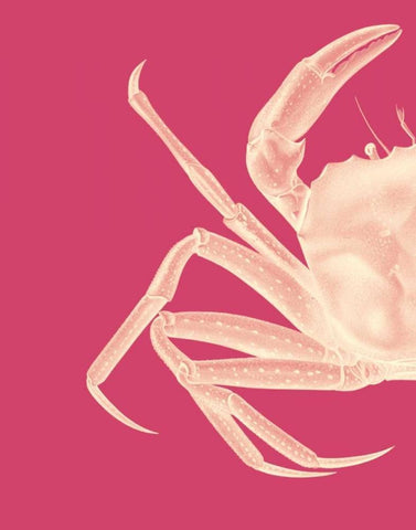 Contrasting Crab in Pink a White Modern Wood Framed Art Print with Double Matting by Fab Funky