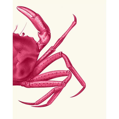 Contrasting Crab in Pink b Black Modern Wood Framed Art Print with Double Matting by Fab Funky