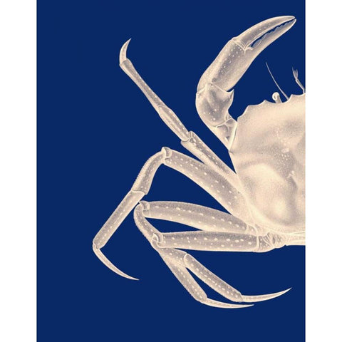 Contrasting Crab in Navy Blue a Black Modern Wood Framed Art Print with Double Matting by Fab Funky