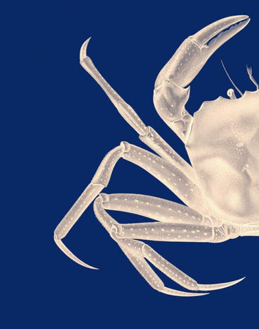 Contrasting Crab in Navy Blue a White Modern Wood Framed Art Print with Double Matting by Fab Funky