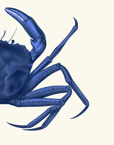 Contrasting Crab in Navy Blue b White Modern Wood Framed Art Print with Double Matting by Fab Funky