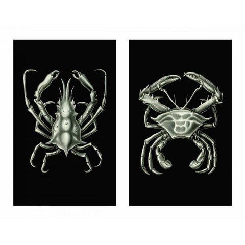 Crabs On Black in 2 panels Black Modern Wood Framed Art Print with Double Matting by Fab Funky