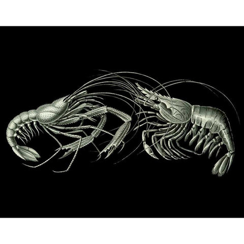 Shrimps On Black Black Modern Wood Framed Art Print with Double Matting by Fab Funky