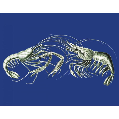 Shrimps On Blue Black Modern Wood Framed Art Print with Double Matting by Fab Funky