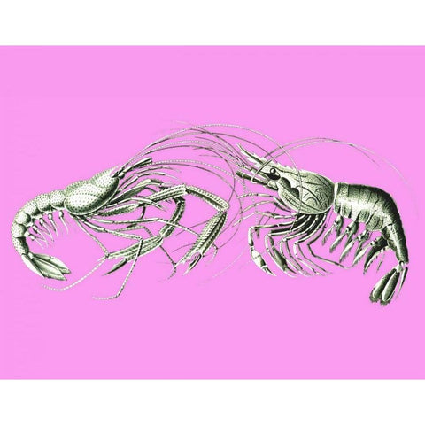 Shrimps On Pink White Modern Wood Framed Art Print by Fab Funky